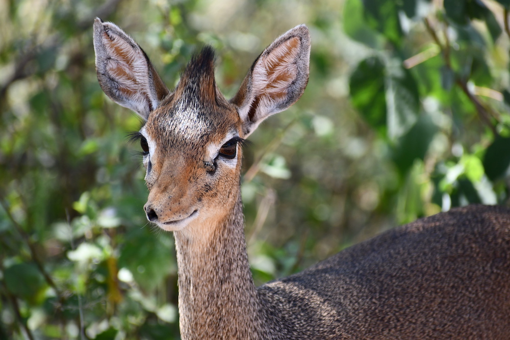 Dik Dik