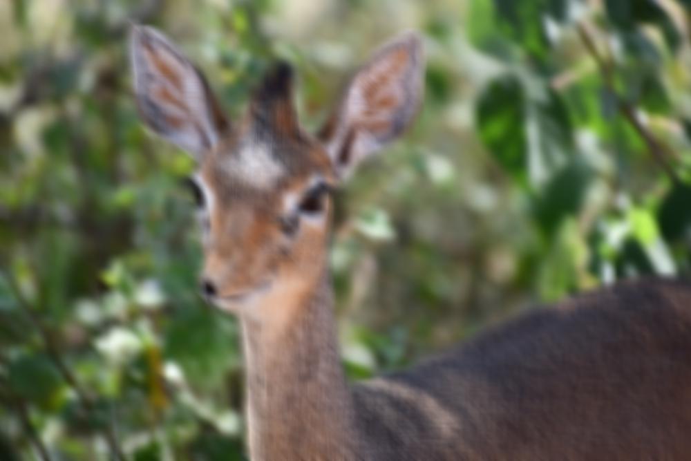 Dik Dik