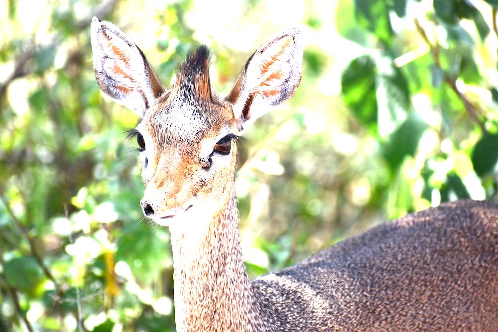 Dik Dik
