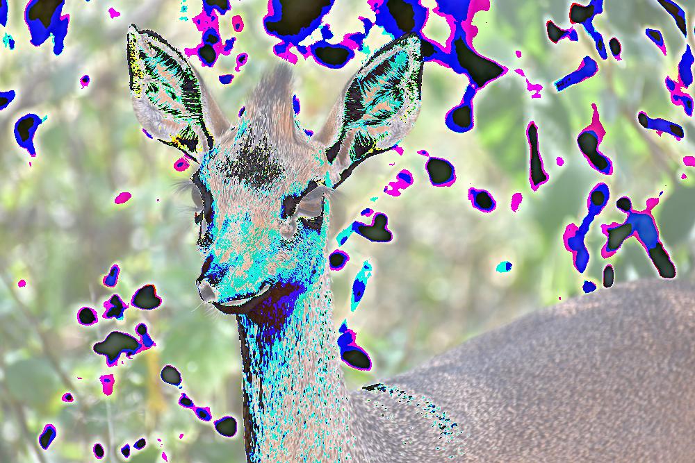Dik Dik