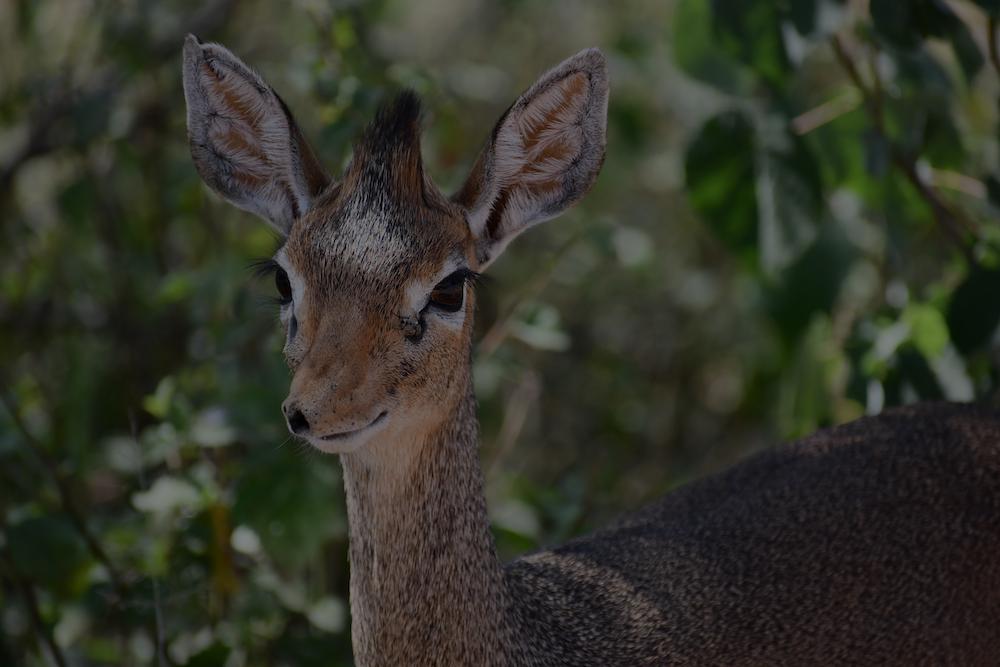 Dik Dik