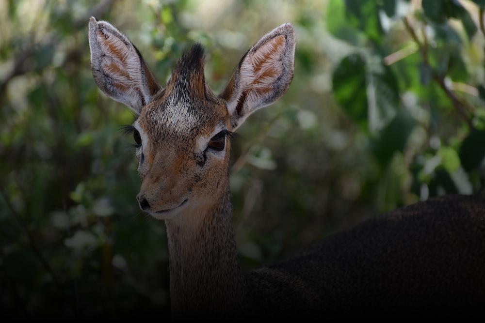 Dik Dik