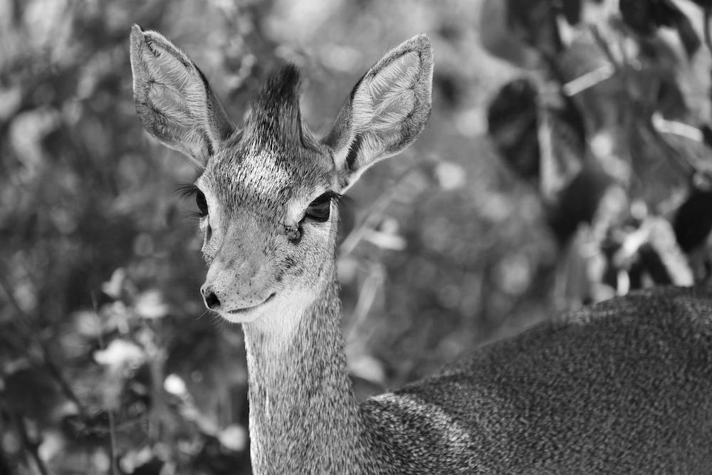 Dik Dik