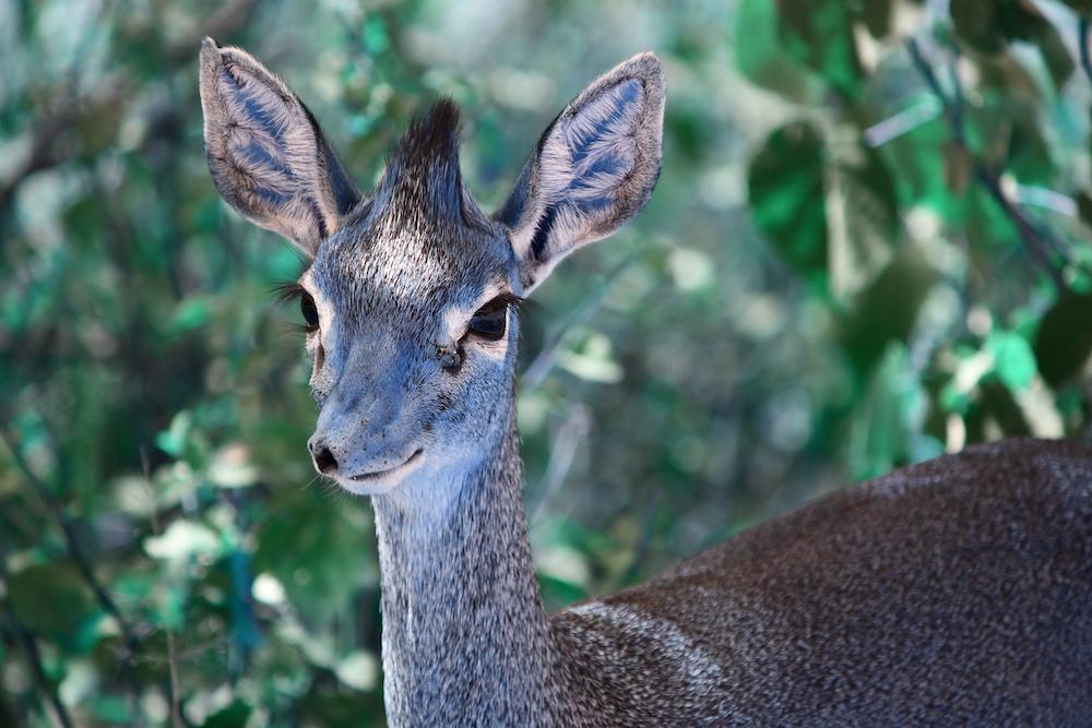 Dik Dik