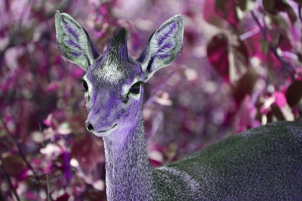 Dik Dik